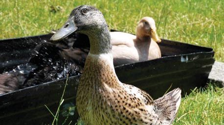 Picture of A Beginner's Guide to Keeping Ducks in Suburbia - Backyard Poultry